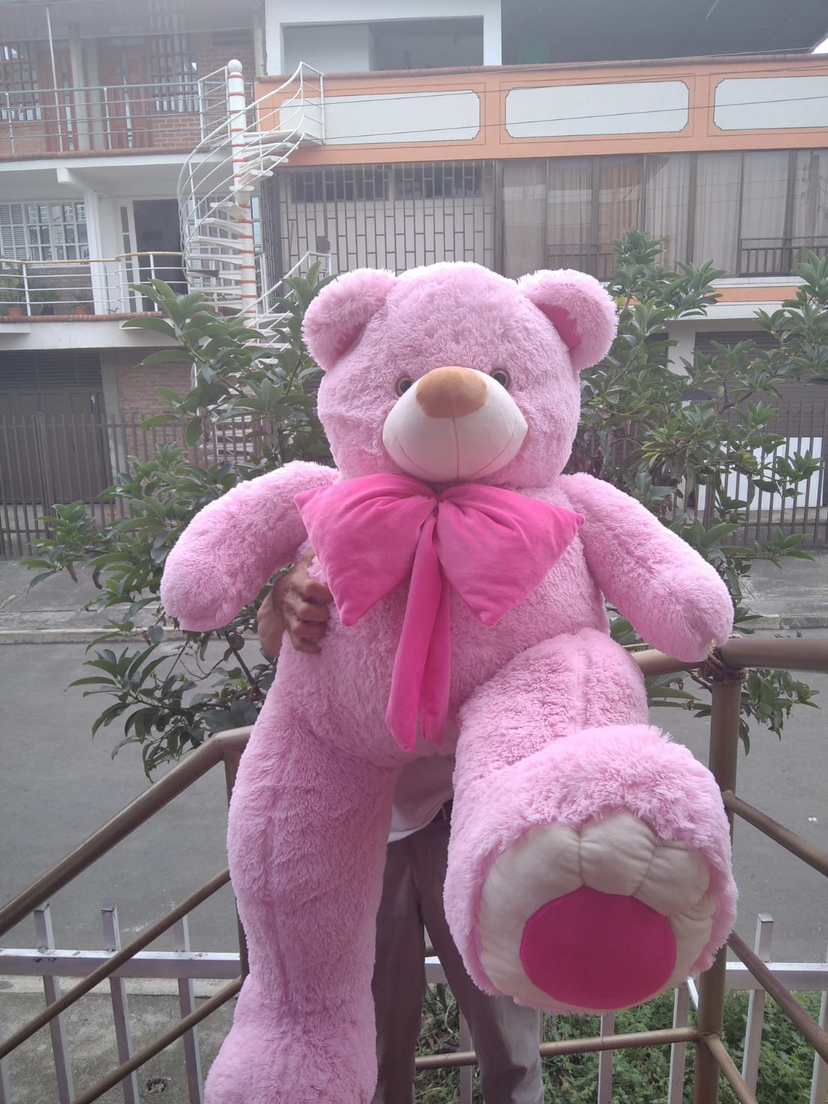 Oso Rosado Gigante