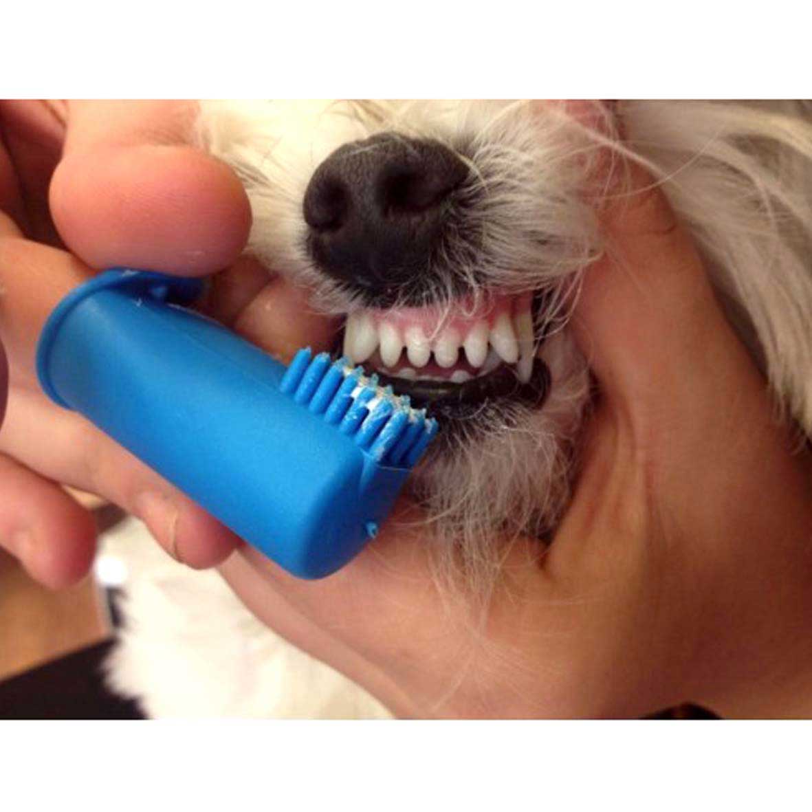 Juego de cepillos de dientes para perros con 2 cepillos para colocar en el dedo y un cepillo alargado doble de 21cm
